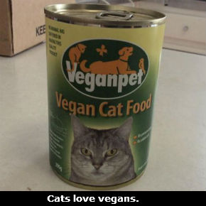 vegan cat food - MORNING MAIL