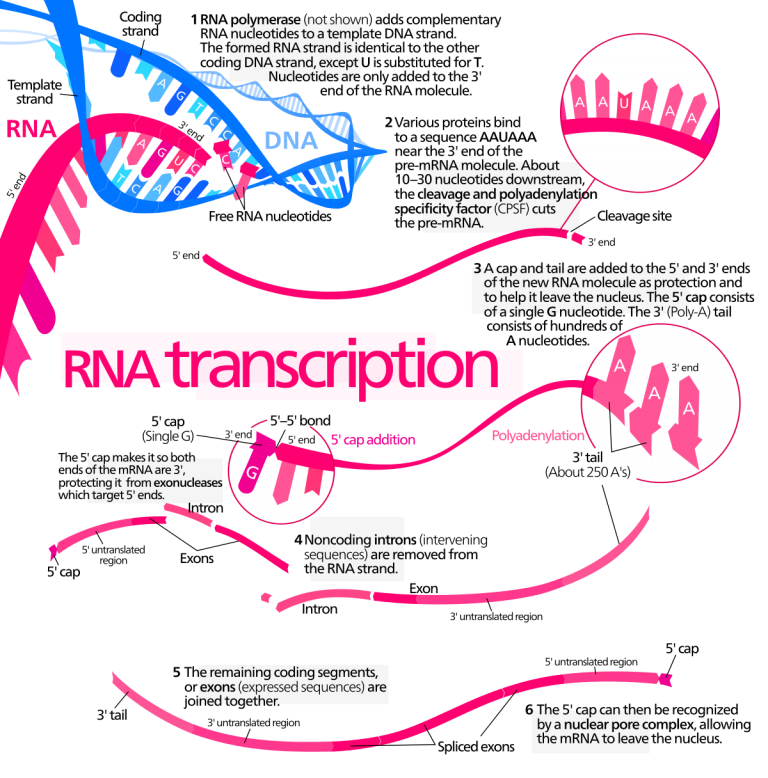 transcription type of rna involved