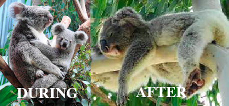 Victoria: meddling with the sex life of koalas - MORNING MAIL